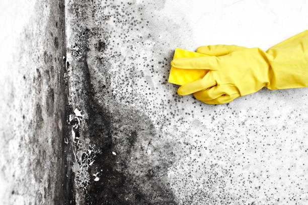 Best Mold Cleaning Services  in Amargosa Valley, NV