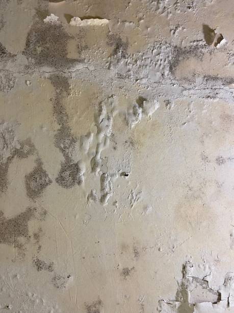 Best Same-Day Mold Removal  in Amargosa Valley, NV